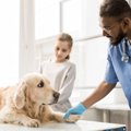 犬がしていたら危険…