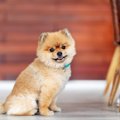 犬が人から『かわい…