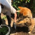 鉢植えをひっくり返…