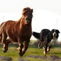 犬の牧場で遊ぼう♪お…