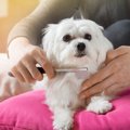 毛が抜けにくい犬種1…