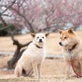 犬同士で「いじめ」…