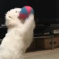 ボールをキャッチし…