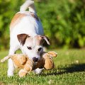 なぜ犬はオモチャを…