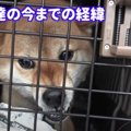 元『噛み犬』３匹の…