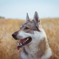 古代の犬のDNA分析か…