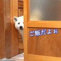 犬がお母さんの代わ…