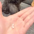 子犬の『歯』が抜け…