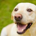 犬ってホントに頭が…