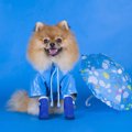 犬が梅雨の時期によ…