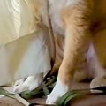 『やけに犬が静かだ…