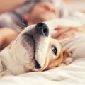 犬と一緒に寝るべき…