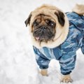 犬と雪のある散歩コ…