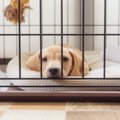 愛犬のための『ケー…