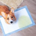 犬のおしっこの色が…