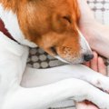 愛犬が亡くなる直前…