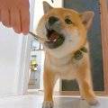 お風呂嫌いの犬を『…