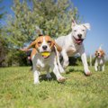 犬が他の犬を遊びに…