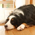 犬を叱りすぎるとど…