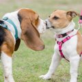 『好かれやすい犬』…