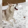 ハスキー犬が『雪玉…