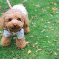 犬の散歩で『絶対避…