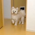 犬の前で初めて『フ…