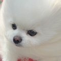 風が強い日、犬と散…