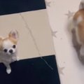 いたずらがバレると…