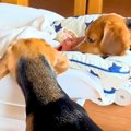 赤ちゃんが寝ている…