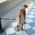 犬を店の外に繋ぐリ…