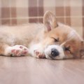 犬が『怪我』をして…