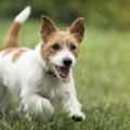 犬が草を食べてしま…