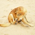 犬が足で顔を触って…