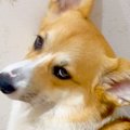トイレ行くと毎回つ…