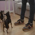 飼い主が立ち上がる…
