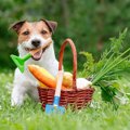 犬に市販の野菜ジュ…