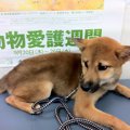 代犬での保証って無…