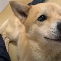 咬傷犬をレスキュー…