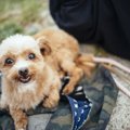 犬は人の言葉が分か…