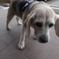 もし、愛犬が突然行…