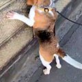 散歩中の犬が『壁の…