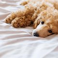 犬の『逆くしゃみ』…