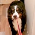 夜、大型犬の散歩中…