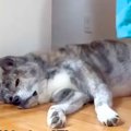 トイレに行こうとし…