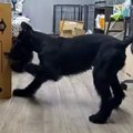 大きいダンボールが…