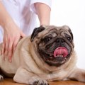 犬の肩こりの原因と…