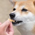 犬へのおやつ、与え…