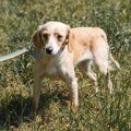 オドオド…。犬が恐怖…