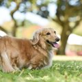 愛犬の『お散歩中の…